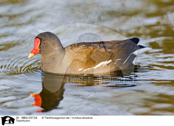 Teichhuhn / common gallinule / MBS-05728