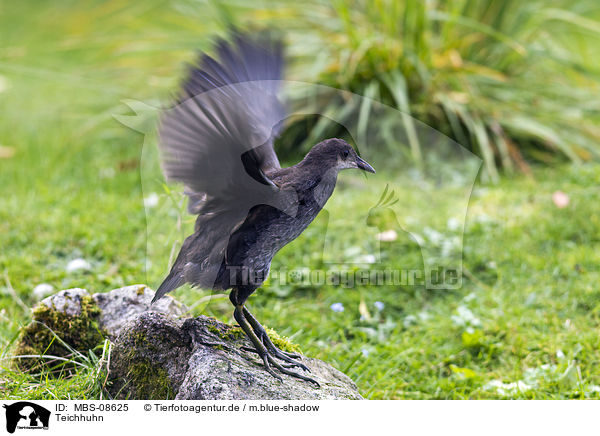 Teichhuhn / common gallinule / MBS-08625