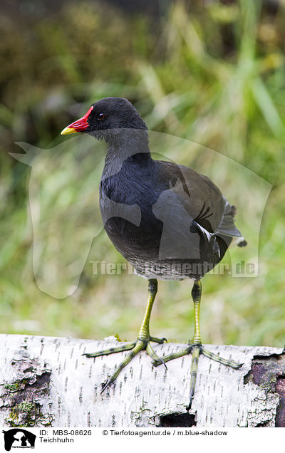 Teichhuhn / common gallinule / MBS-08626
