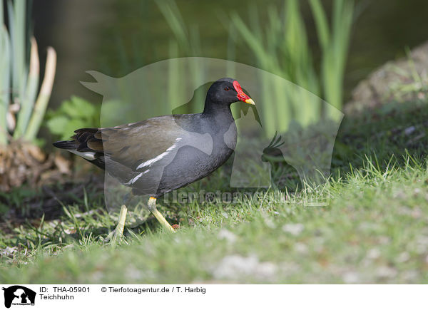 Teichhuhn / common gallinule / THA-05901