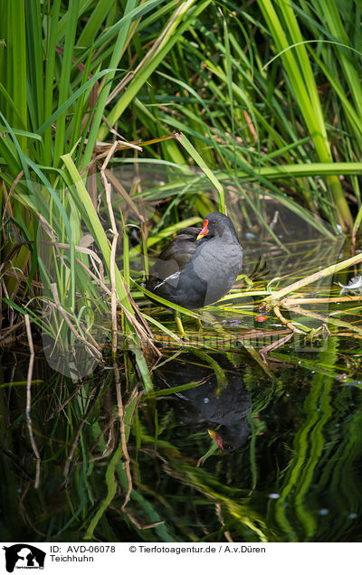 Teichhuhn / common gallinule / AVD-06078