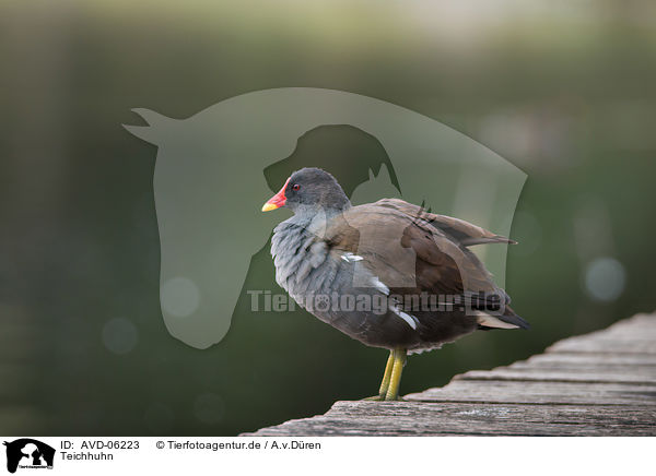 Teichhuhn / common gallinule / AVD-06223
