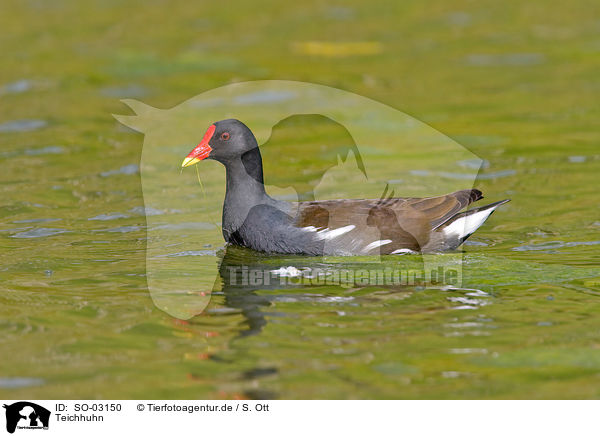 Teichhuhn / common gallinule / SO-03150