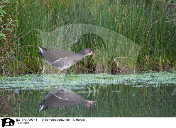Teichralle / common moorhen / THA-09044