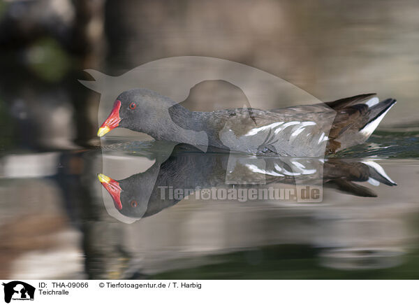 Teichralle / common moorhen / THA-09066