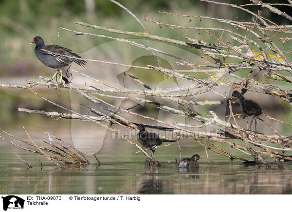 Teichralle / common moorhen / THA-09073