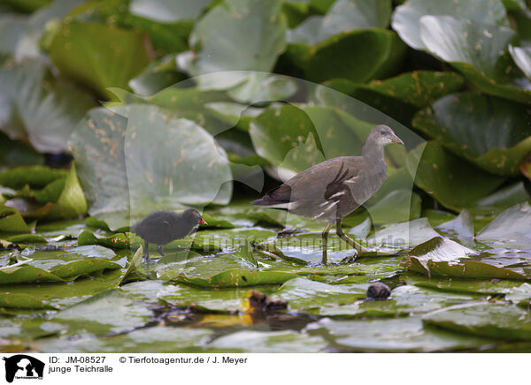 junge Teichralle / young common moorhen / JM-08527