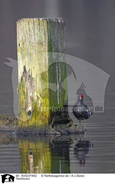 Teichhuhn / common gallinule / AVD-07462