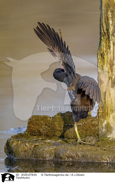 Teichhuhn / common gallinule / AVD-07634
