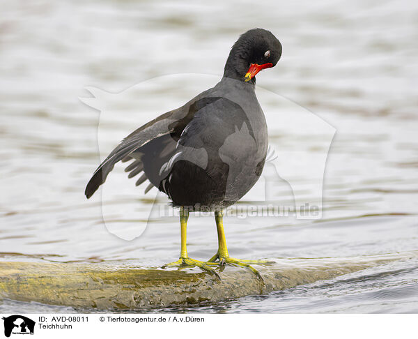 Teichhuhn / moorhen / AVD-08011