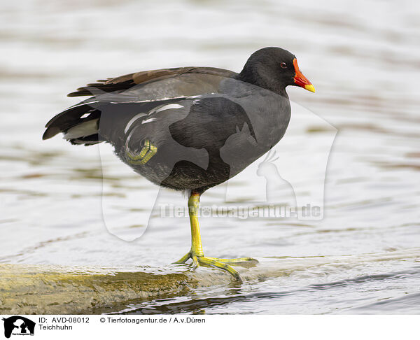 Teichhuhn / moorhen / AVD-08012