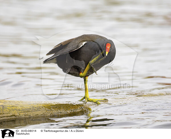 Teichhuhn / moorhen / AVD-08014