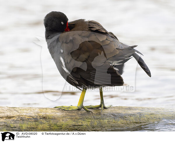 Teichhuhn / moorhen / AVD-08020