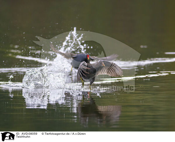 Teichhuhn / AVD-08059
