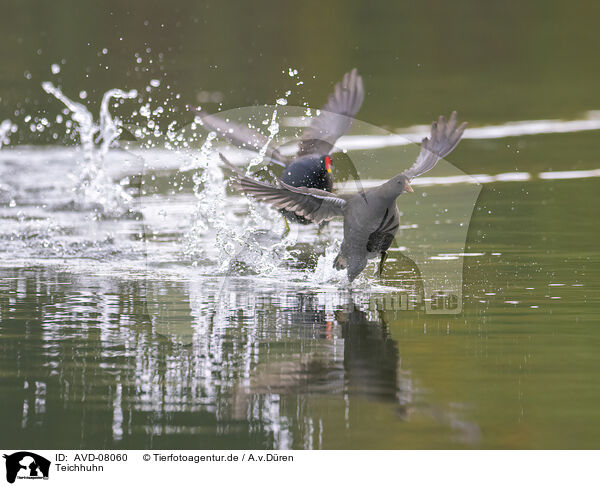 Teichhuhn / AVD-08060