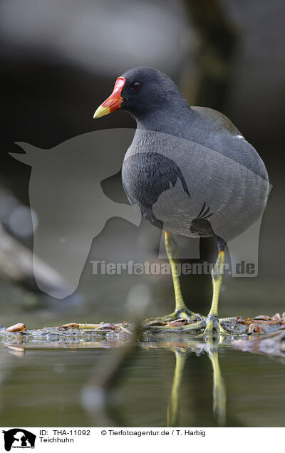 Teichhuhn / THA-11092