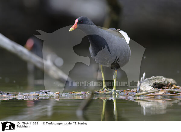 Teichhuhn / THA-11093