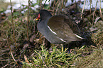 Teichhuhn