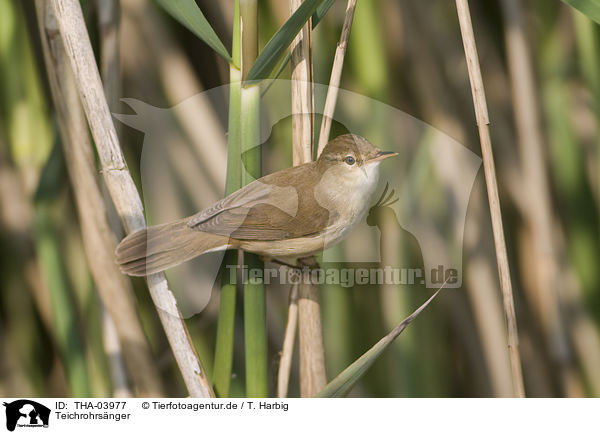 Teichrohrsnger / Eurasian reed warbler / THA-03977