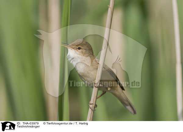 Teichrohrsnger / Eurasian reed warbler / THA-03979