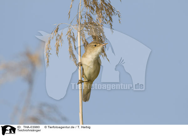 Teichrohrsnger / Eurasian reed warbler / THA-03980