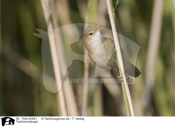 Teichrohrsnger / Eurasian reed warbler / THA-03981