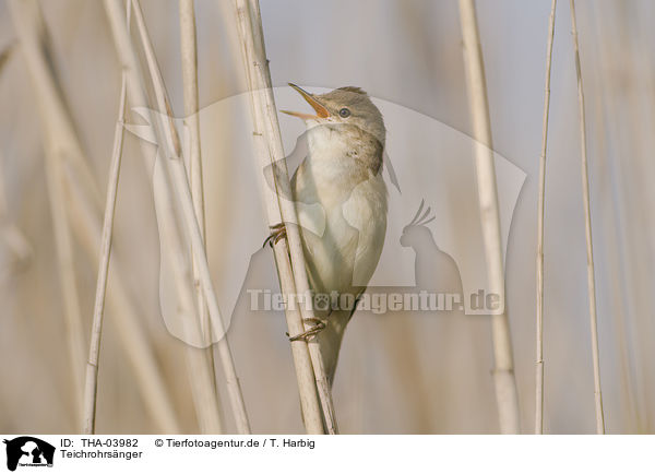 Teichrohrsnger / THA-03982