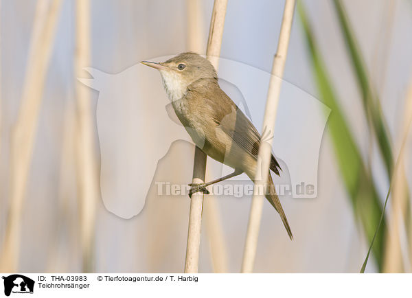 Teichrohrsnger / Eurasian reed warbler / THA-03983