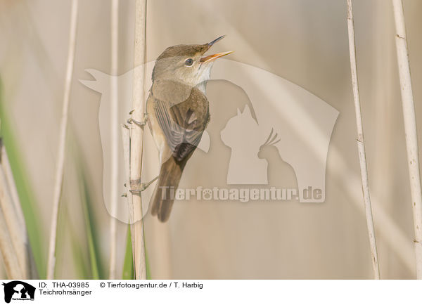 Teichrohrsnger / Eurasian reed warbler / THA-03985