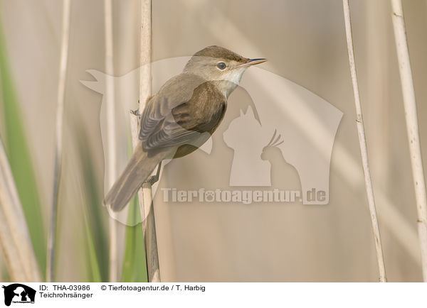 Teichrohrsnger / Eurasian reed warbler / THA-03986