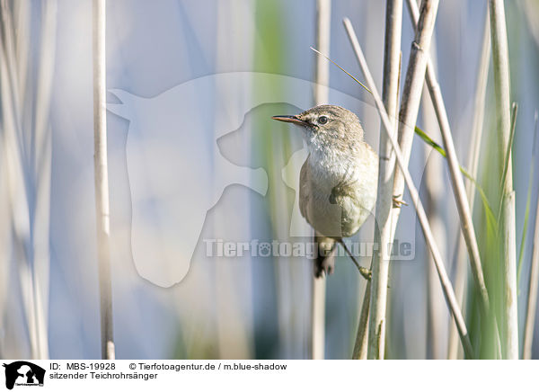 sitzender Teichrohrsnger / Eurasian Reed Warbler / MBS-19928
