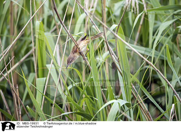sitzender Teichrohrsnger / Eurasian Reed Warbler / MBS-19931