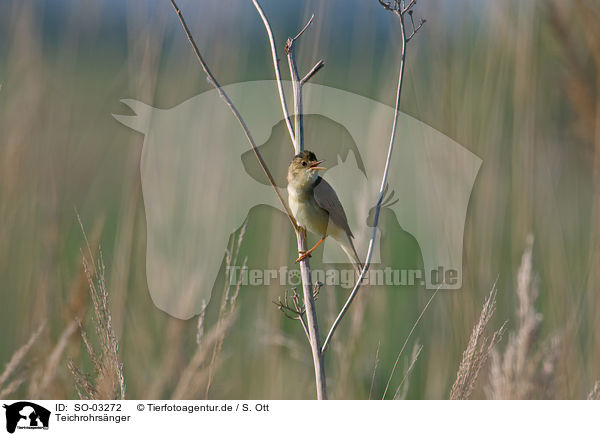 Teichrohrsnger / Eurasian reed warbler / SO-03272