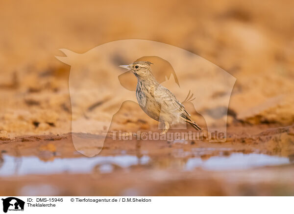 Theklalerche / Theka lark / DMS-15946