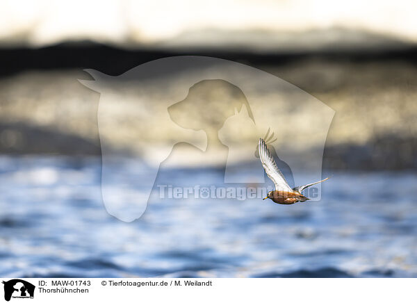 Thorshhnchen / grey phalarope / MAW-01743