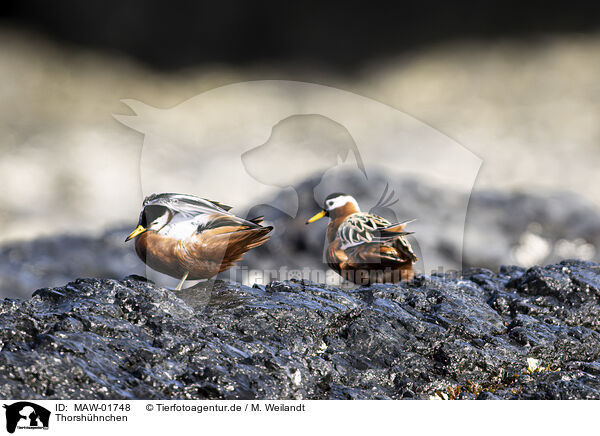 Thorshhnchen / grey phalarope / MAW-01748