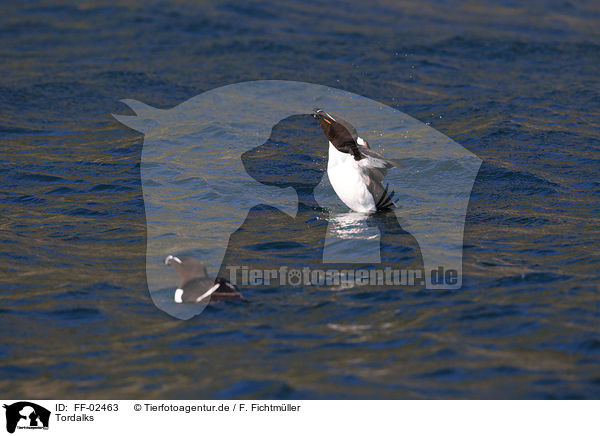 Tordalks / razorbills / FF-02463