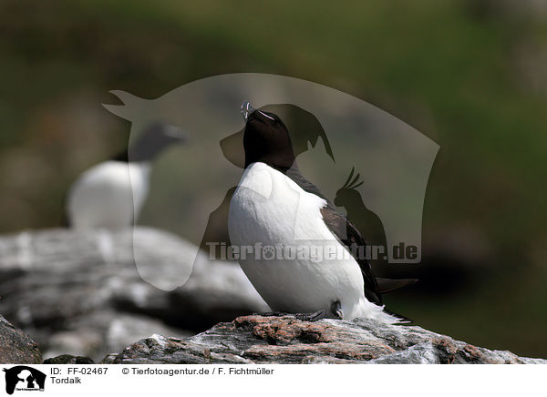 Tordalk / razorbill / FF-02467