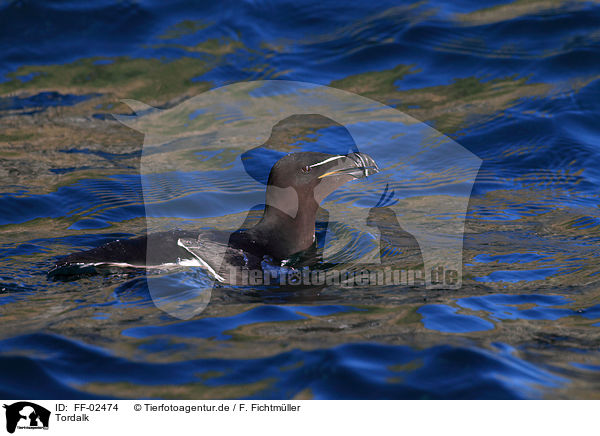 Tordalk / razorbill / FF-02474