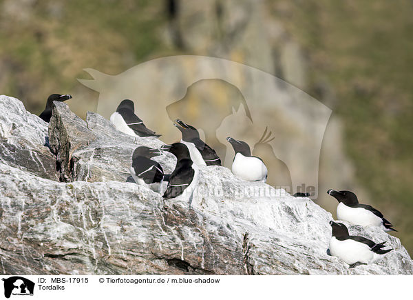 Tordalks / razorbills / MBS-17915