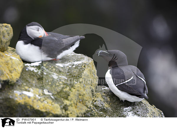 Tordalk mit Papageitaucher / PW-07901