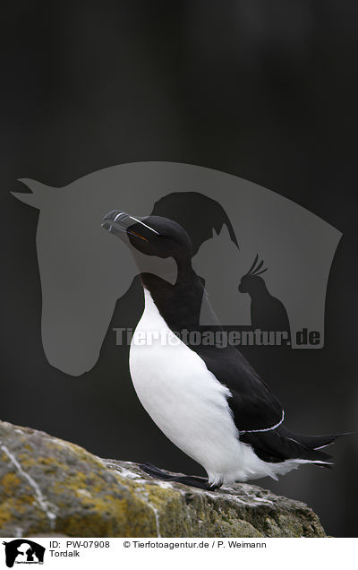 Tordalk / Razorbill / PW-07908