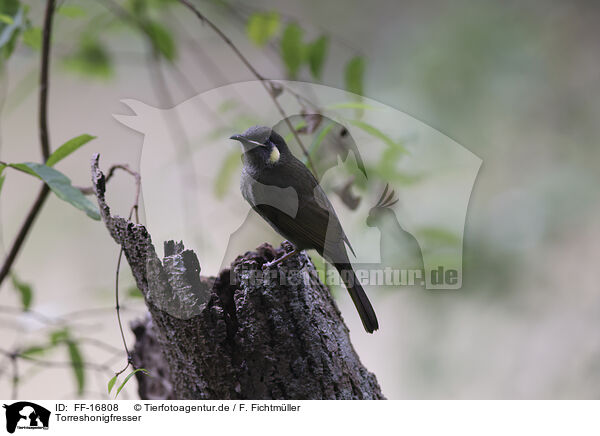 Torreshonigfresser / yellow-spotted honeyeater / FF-16808