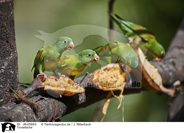 Tovisittiche / Tovi parakeets / JR-05663