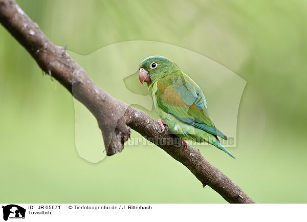 Tovisittich / Tovi parakeet / JR-05671