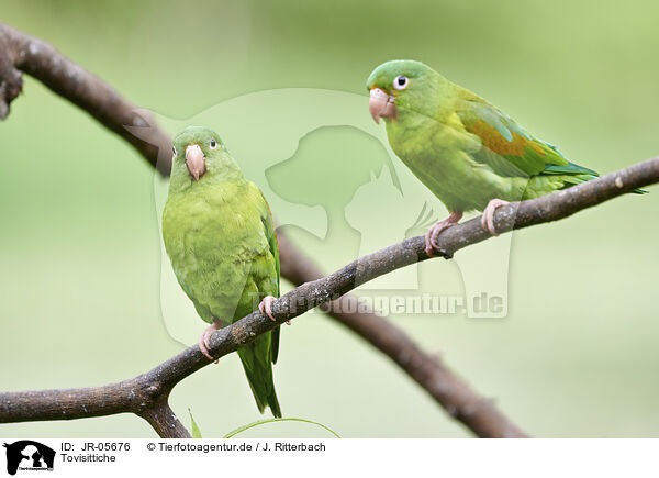 Tovisittiche / Tovi parakeets / JR-05676