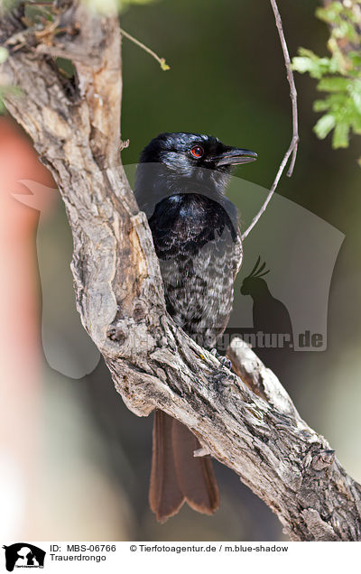 Trauerdrongo / fork-tailed drongo / MBS-06766