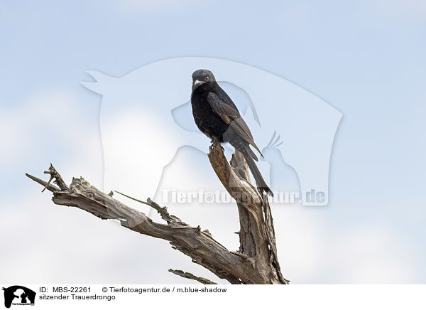 sitzender Trauerdrongo / sitting African drongo / MBS-22261