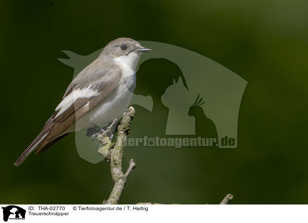 Trauerschnpper / European pied flycatcher / THA-02770