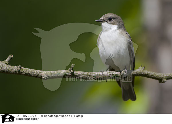 Trauerschnpper / European pied flycatcher / THA-02774